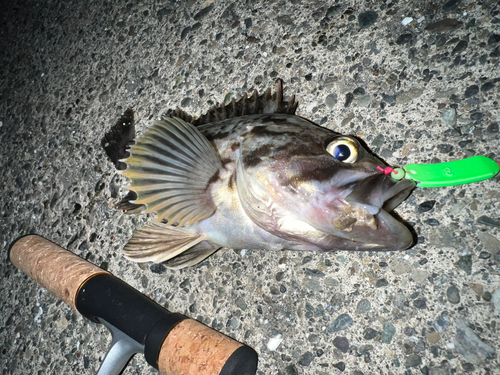 クロソイの釣果