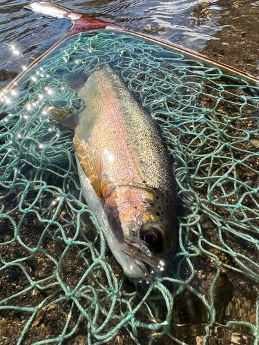 ニジマスの釣果