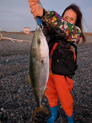 ブリの釣果