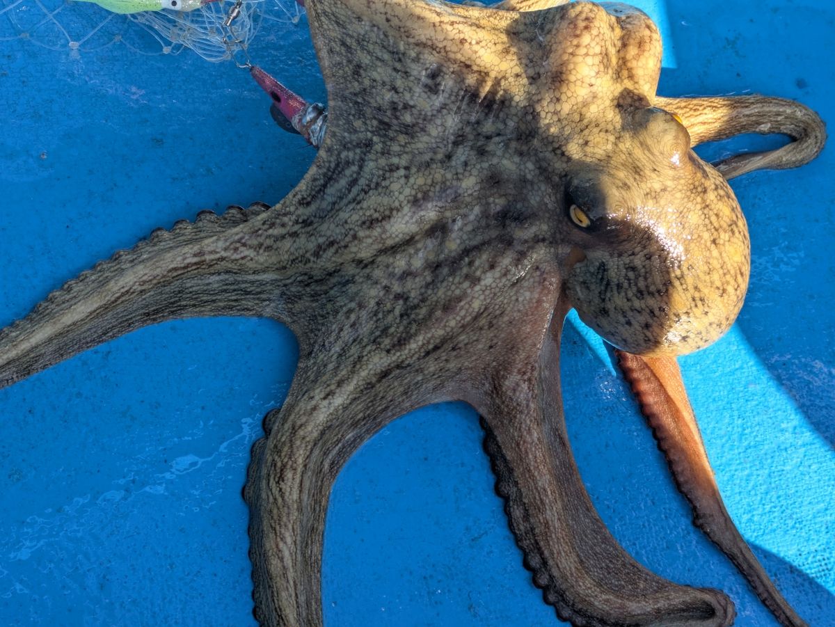 釣りバカじいさんさんの釣果 1枚目の画像