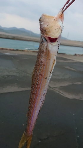 エソの釣果