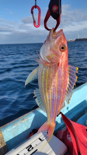 イトヨリダイの釣果