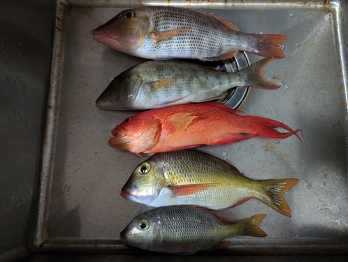 オジロバラハタの釣果