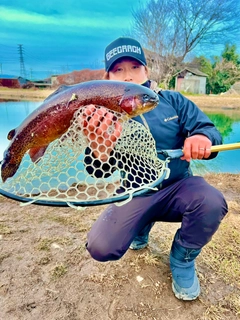 レインボートラウトの釣果