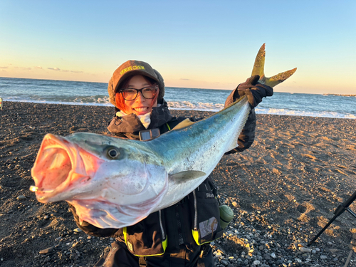 ブリの釣果