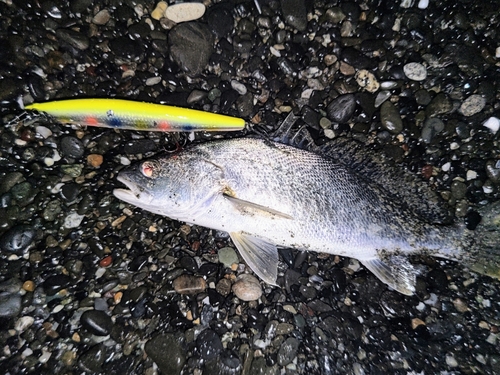 ニベの釣果