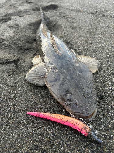 マゴチの釣果