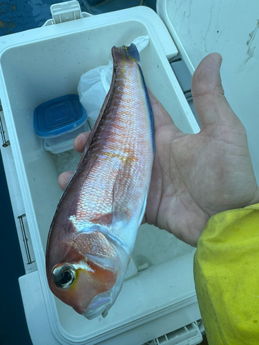 アマダイの釣果