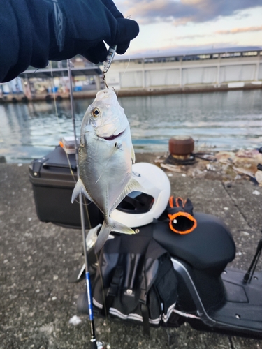 メッキの釣果