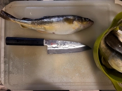 コマイの釣果