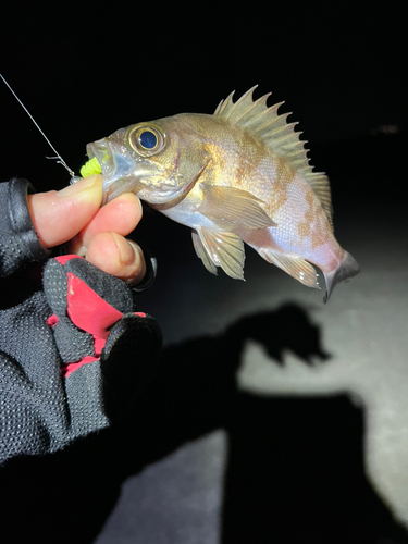 メバルの釣果