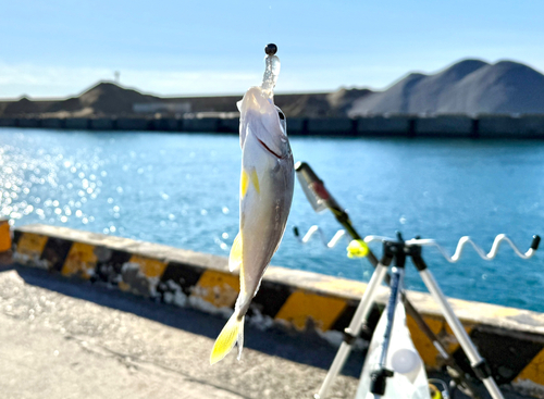 ギンガメアジの釣果