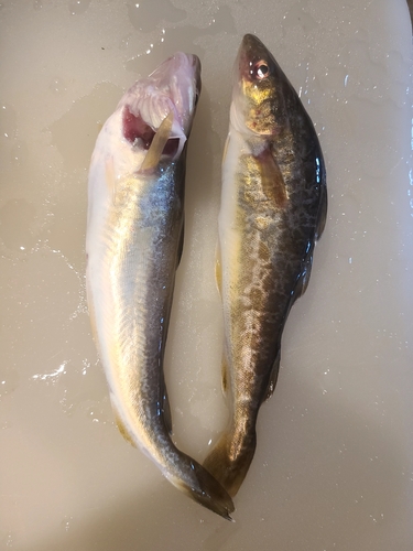 コマイの釣果