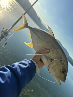 オニヒラアジの釣果