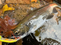 ヒメマスの釣果