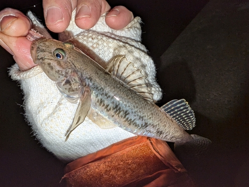 マハゼの釣果