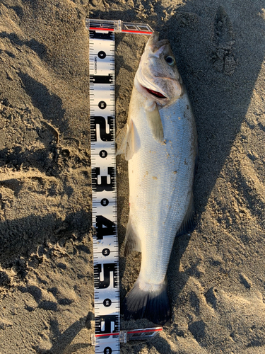 ヒラスズキの釣果