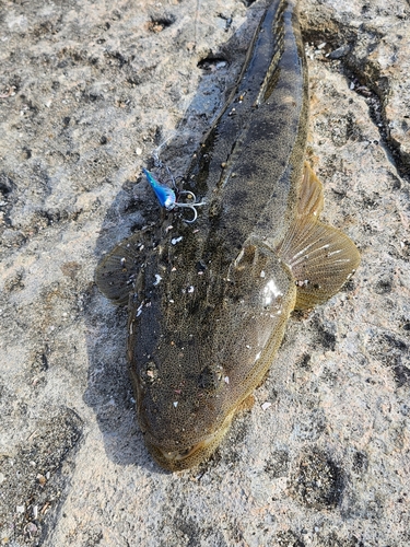 マゴチの釣果