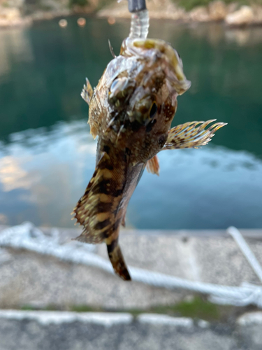 カサゴの釣果