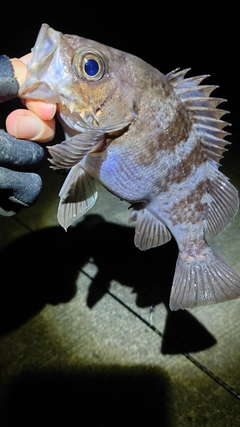 メバルの釣果