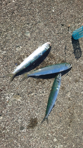 イワシの釣果