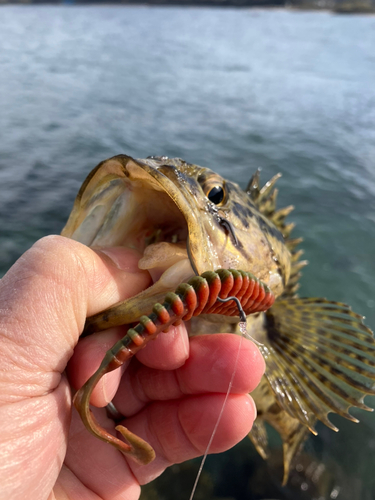 タケノコメバルの釣果