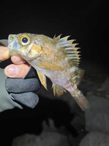 メバルの釣果