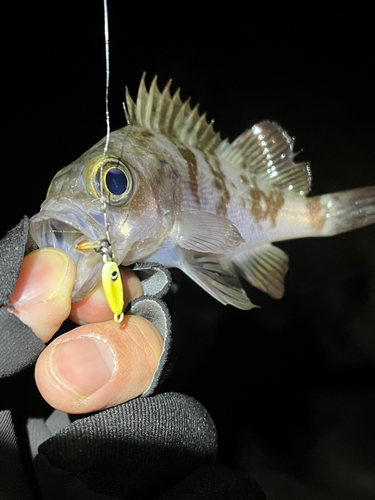 メバルの釣果