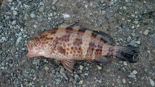 オオモンハタの釣果