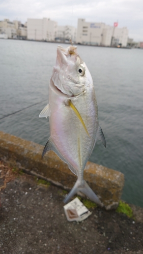 キビレの釣果