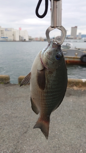 メジナの釣果