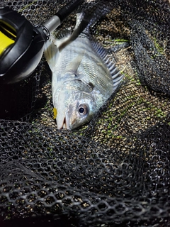 キビレの釣果