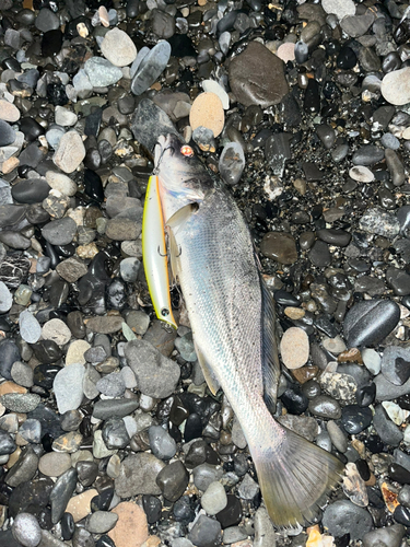 ニベの釣果