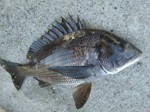 チヌの釣果