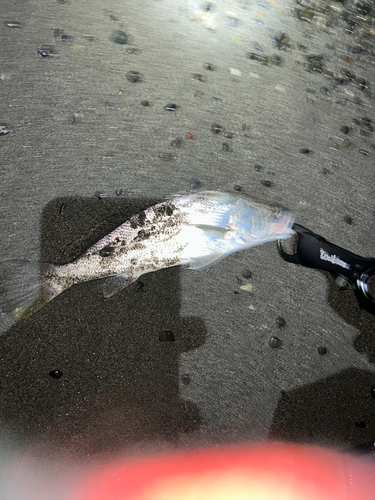 ニベの釣果