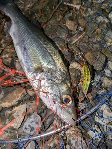 セイゴ（マルスズキ）の釣果