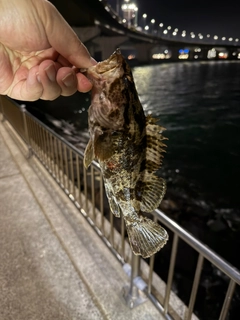 タケノコメバルの釣果