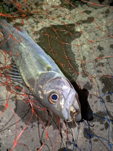 セイゴ（マルスズキ）の釣果