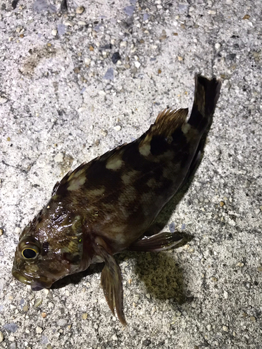 カサゴの釣果