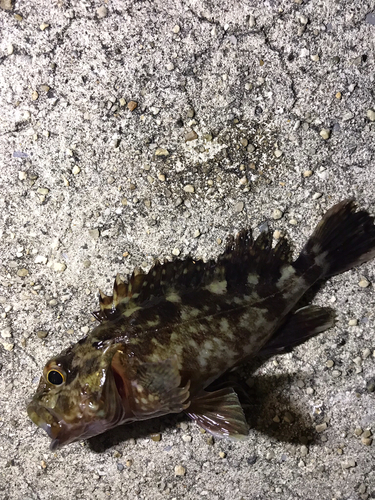 カサゴの釣果