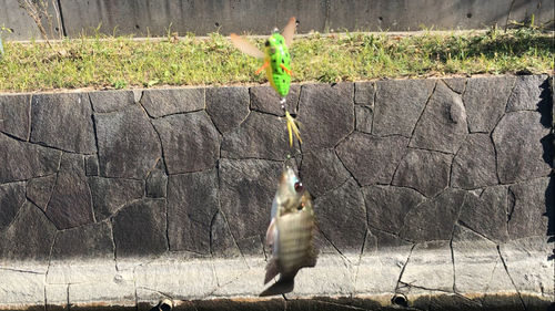 ナイルティラピアの釣果