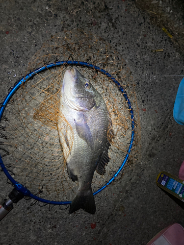 クロダイの釣果