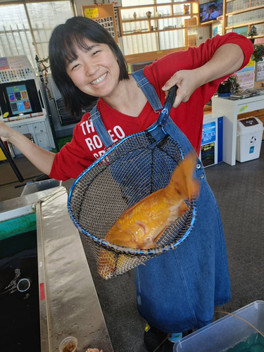 コイの釣果