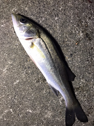 セイゴ（マルスズキ）の釣果