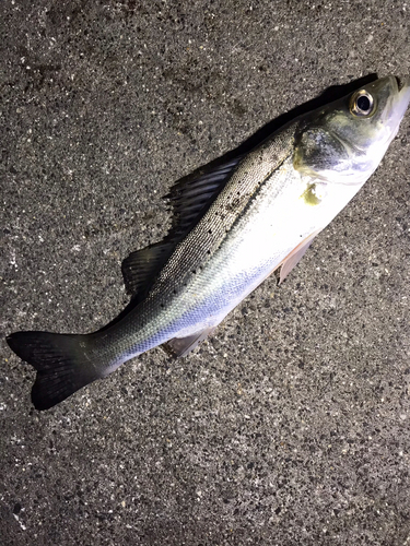 セイゴ（マルスズキ）の釣果