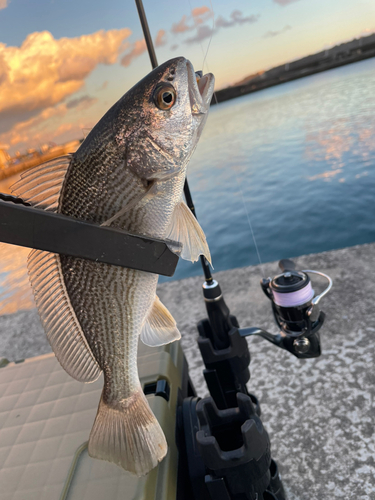 ニベの釣果