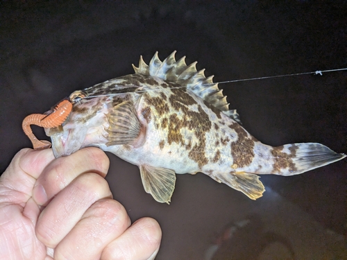 タケノコメバルの釣果