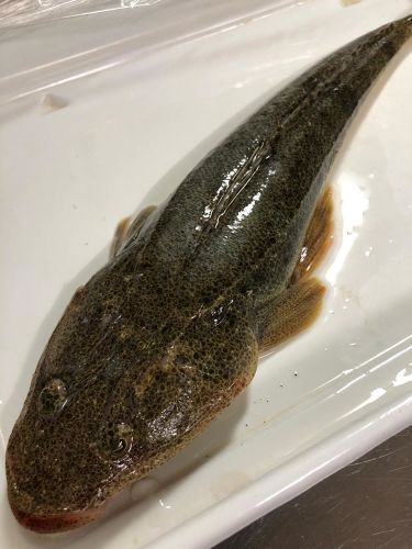 マゴチの釣果