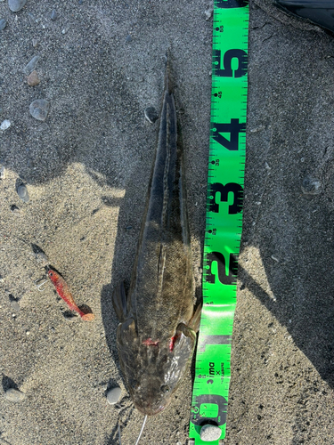 マゴチの釣果