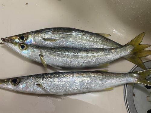 カマスの釣果